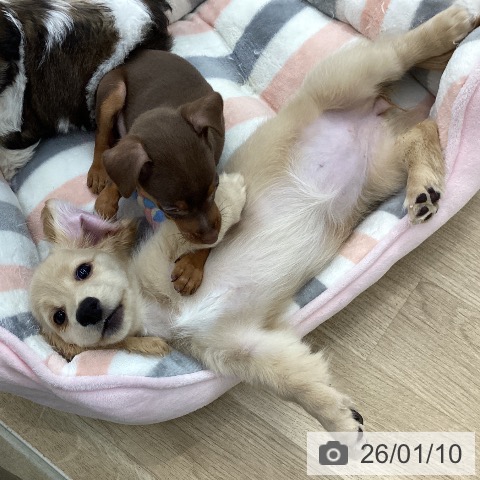 愛知県のミニチュアダックスフンド(ロング) (ペットプラス 千音寺店/2025年10月24日生まれ/女の子/イエロー)の子犬の4枚目の画像