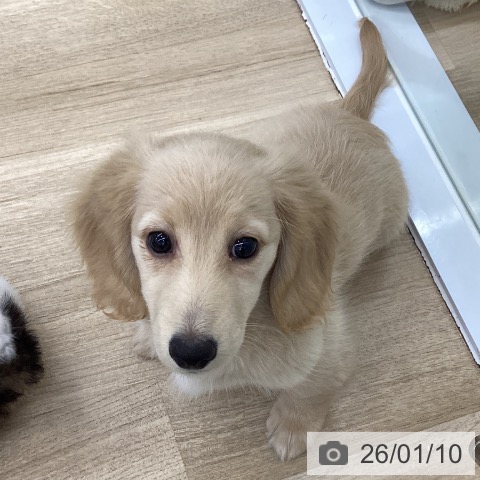 愛知県のミニチュアダックスフンド(ロング) (ペットプラス 千音寺店/2025年10月24日生まれ/女の子/イエロー)の子犬の3枚目の画像