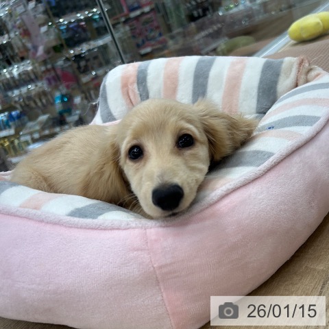 愛知県のミニチュアダックスフンド(ロング) (ペットプラス 千音寺店/2025年10月24日生まれ/女の子/イエロー)の子犬の3枚目の画像