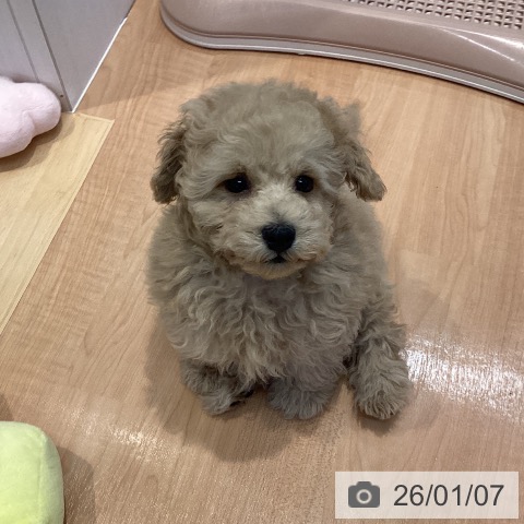 愛知県のトイプードル(トイ) (ペットプラス 三好店/2025年10月26日生まれ/男の子/アプリコット)の子犬の4枚目の画像