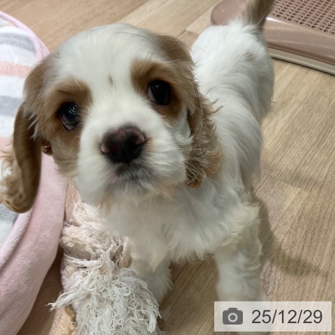 愛知県のアメリカンコッカースパニエル (ペットプラス 岡崎店/2025年10月26日生まれ/女の子/バフホワイト)の子犬の3枚目の画像