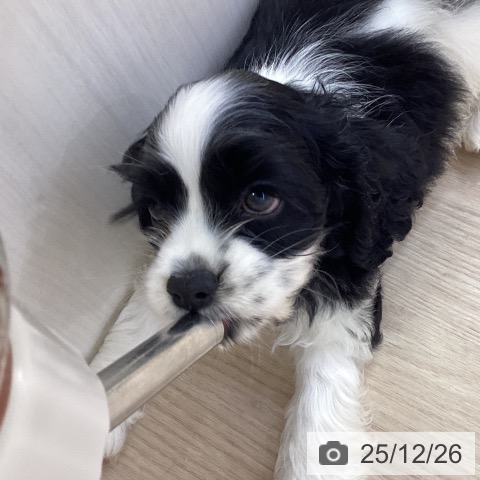 愛知県のアメリカンコッカースパニエル (ペットプラス ナゴヤドーム前店/2025年10月26日生まれ/女の子/ブラックホワイト)の子犬の4枚目の画像