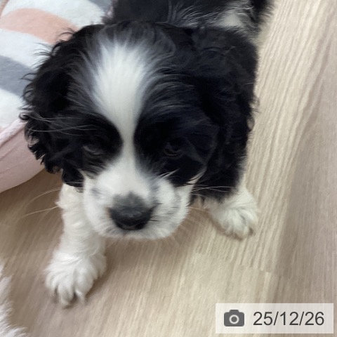 愛知県のアメリカンコッカースパニエル (ペットプラス ナゴヤドーム前店/2025年10月26日生まれ/女の子/ブラックホワイト)の子犬の3枚目の画像