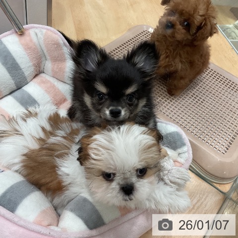 愛知県のチワワ(ロング) (ペットプラス 名古屋茶屋店/2025年10月27日生まれ/男の子/ブラックタン)の子犬の4枚目の画像