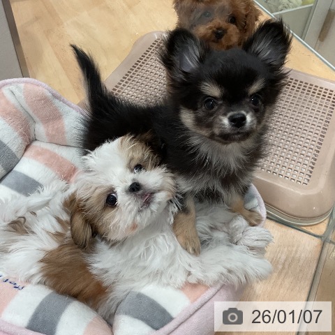 愛知県のチワワ(ロング) (ペットプラス 名古屋茶屋店/2025年10月27日生まれ/男の子/ブラックタン)の子犬の3枚目の画像