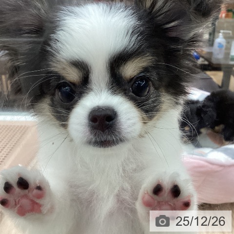 石川県のチワワ(ロング) (ペットプラス 白山店/2025年10月27日生まれ/女の子/ホワイトブラックタン)の子犬の4枚目の画像