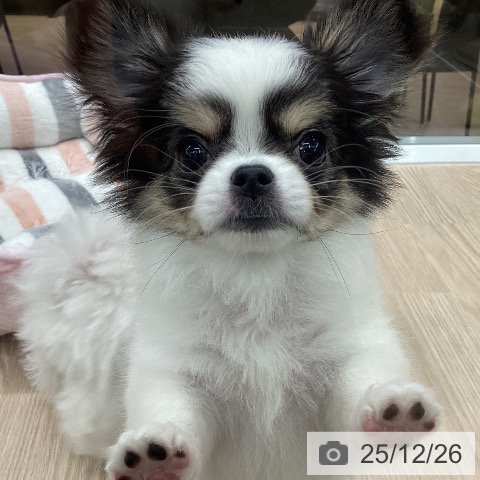 石川県のチワワ(ロング) (ペットプラス 白山店/2025年10月27日生まれ/女の子/ホワイトブラックタン)の子犬の3枚目の画像