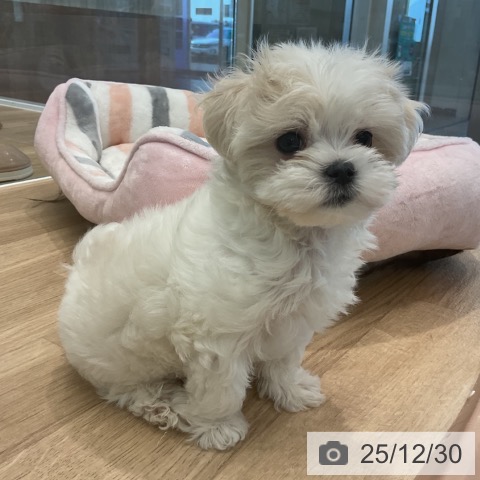 愛知県のマルチーズ (ペットプラス 熱田店/2025年10月24日生まれ/男の子/ホワイト)の子犬の3枚目の画像