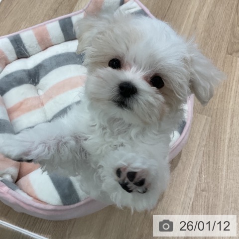 愛知県のマルチーズ (ペットプラス 熱田店/2025年10月24日生まれ/男の子/ホワイト)の子犬の4枚目の画像