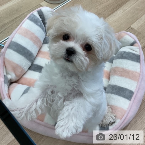 愛知県のマルチーズ (ペットプラス 熱田店/2025年10月24日生まれ/男の子/ホワイト)の子犬の3枚目の画像