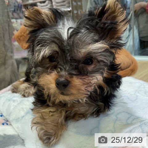 愛知県のヨークシャーテリア (ペットプラス 岡崎店/2025年10月26日生まれ/男の子/スチールブルータン)の子犬の3枚目の画像