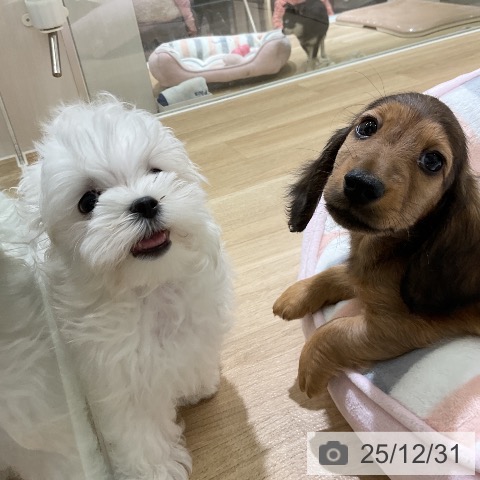 ミニチュア・ダックスフンドの写真