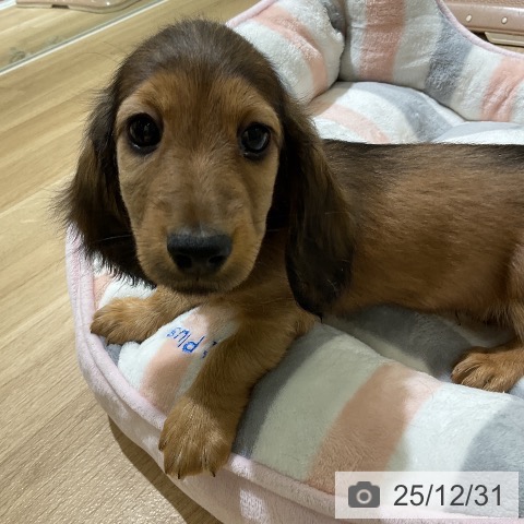 ミニチュア・ダックスフンドの写真