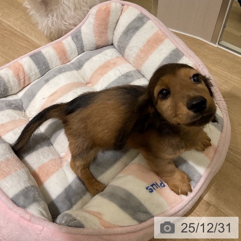 ミニチュア・ダックスフンドの写真