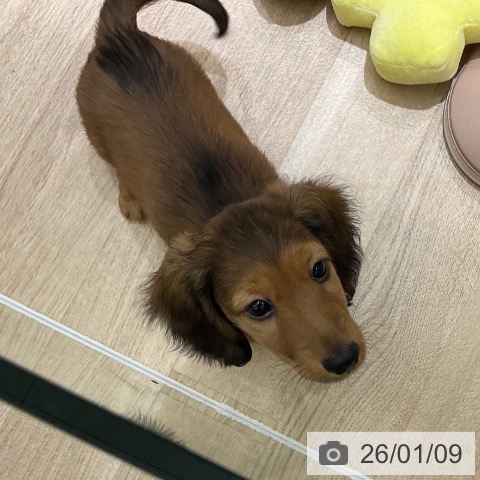 ミニチュア・ダックスフンドの写真