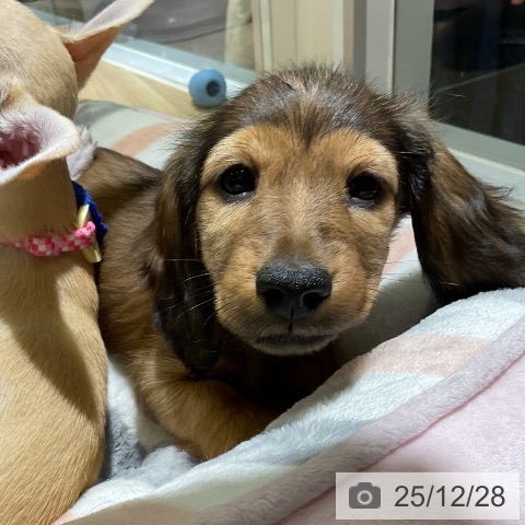 ミニチュア・ダックスフンドの写真