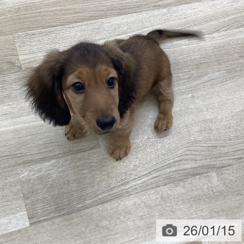 愛知県のミニチュアダックスフンド(ロング) (ペットプラス 豊橋牧野店/2025年10月25日生まれ/男の子/シェーデットレッド)の子犬の4枚目の画像