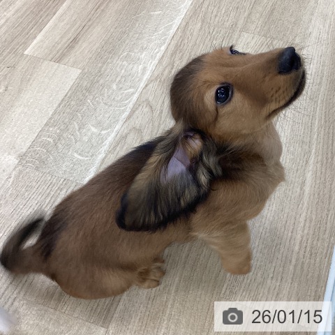 愛知県のミニチュアダックスフンド(ロング) (ペットプラス 豊橋牧野店/2025年10月25日生まれ/男の子/シェーデットレッド)の子犬の3枚目の画像