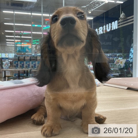 愛知県のミニチュアダックスフンド(ロング) (ペットプラス 豊橋牧野店/2025年10月25日生まれ/男の子/シェーデットレッド)の子犬の3枚目の画像