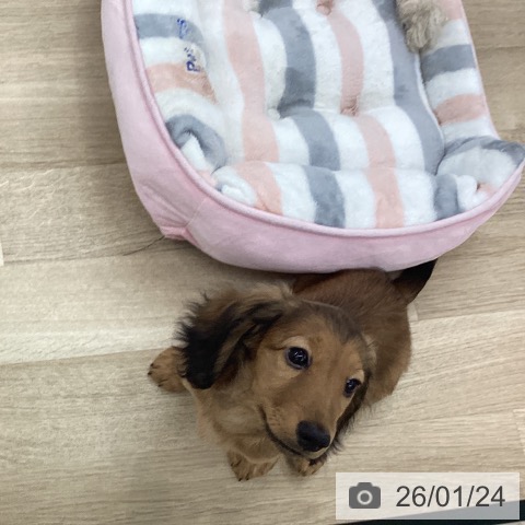 愛知県のミニチュアダックスフンド(ロング) (ペットプラス 豊橋牧野店/2025年10月25日生まれ/男の子/シェーデットレッド)の子犬の3枚目の画像