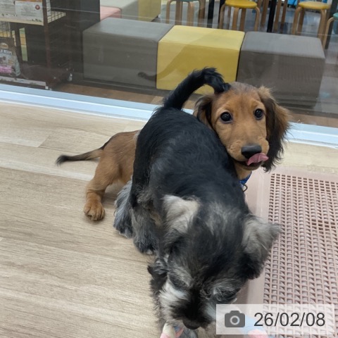 愛知県のミニチュアダックスフンド(ロング) (ペットプラス 豊橋牧野店/2025年10月25日生まれ/男の子/シェーデットレッド)の子犬の4枚目の画像