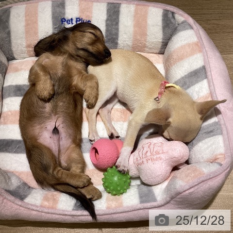 愛知県のミニチュアダックスフンド(ロング) (ペットプラス 豊橋牧野店/2025年10月25日生まれ/男の子/シェーデットレッド)の子犬の3枚目の画像