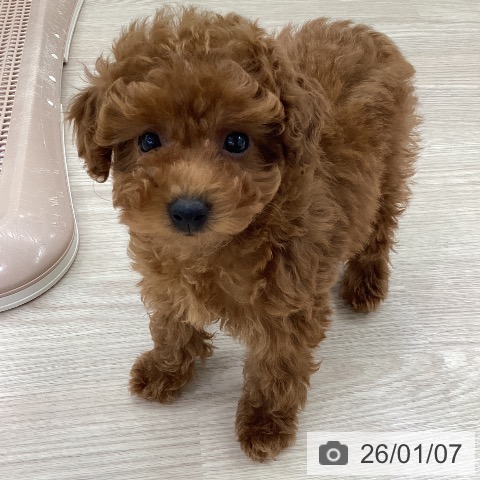 愛知県のトイプードル(トイ) (ペットプラス 豊田店/2025年10月27日生まれ/女の子/レッド)の子犬の3枚目の画像