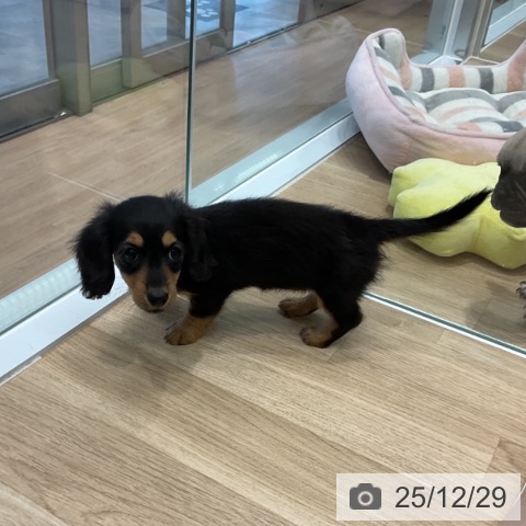 愛知県のミニチュアダックスフンド(ロング) (ペットプラス 熱田店/2025年10月26日生まれ/女の子/ブラックタン)の子犬の4枚目の画像