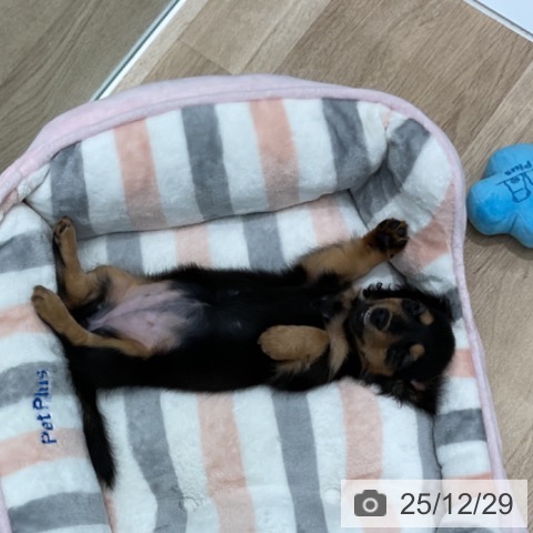 愛知県のミニチュアダックスフンド(ロング) (ペットプラス 熱田店/2025年10月26日生まれ/女の子/ブラックタン)の子犬の3枚目の画像