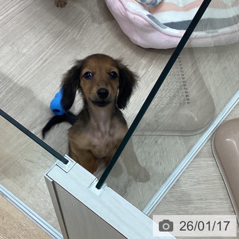 石川県のミニチュアダックスフンド(ロング) (ペットプラス かほく店/2025年10月26日生まれ/女の子/シェーデットレッド)の子犬の4枚目の画像