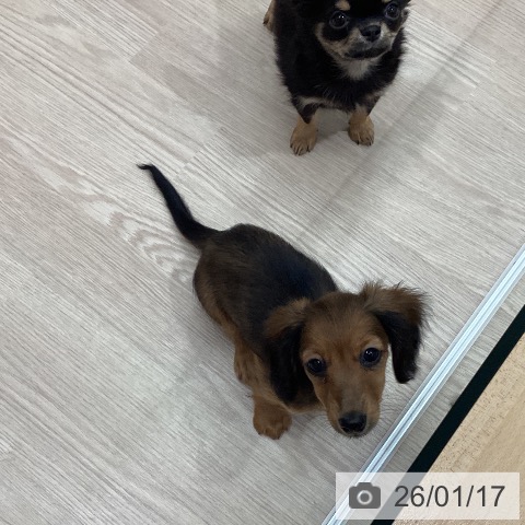 石川県のミニチュアダックスフンド(ロング) (ペットプラス かほく店/2025年10月26日生まれ/女の子/シェーデットレッド)の子犬の3枚目の画像