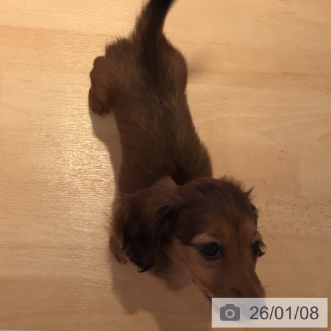 三重県のミニチュアダックスフンド(ロング) (ペットプラス 東員店/2025年10月26日生まれ/女の子/シェーデットレッド)の子犬の4枚目の画像