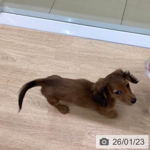 ミニチュア・ダックスフンドの写真