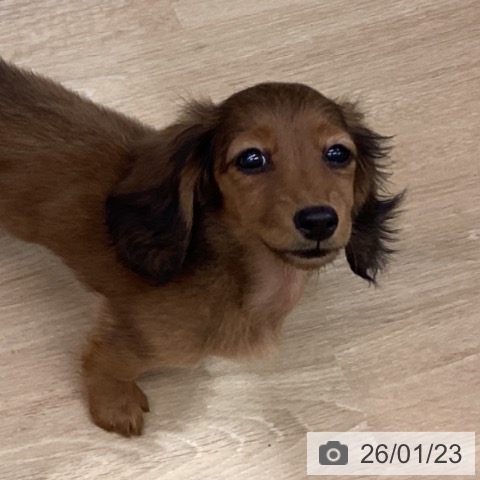 ミニチュア・ダックスフンドの写真