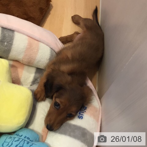 三重県のミニチュアダックスフンド(ロング) (ペットプラス 東員店/2025年10月26日生まれ/女の子/シェーデットレッド)の子犬の3枚目の画像