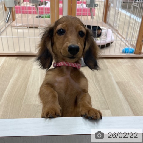 ミニチュア・ダックスフンドの写真