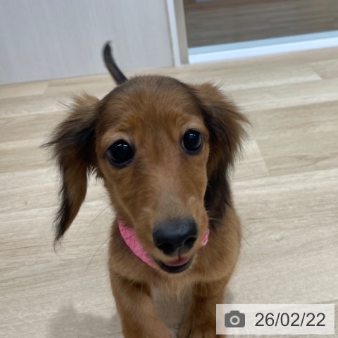 ミニチュア・ダックスフンドの写真