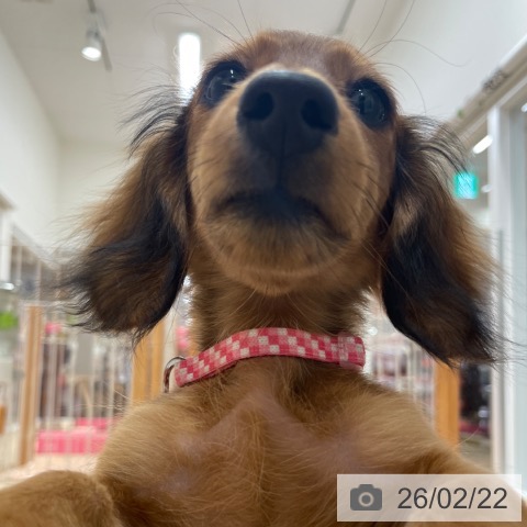 ミニチュア・ダックスフンドの写真