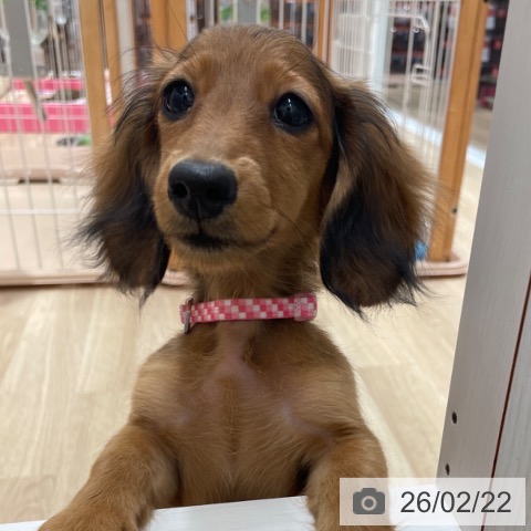 ミニチュア・ダックスフンドの写真