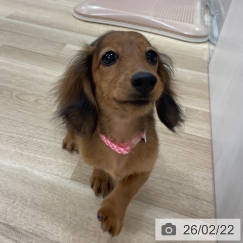 ミニチュア・ダックスフンドの写真