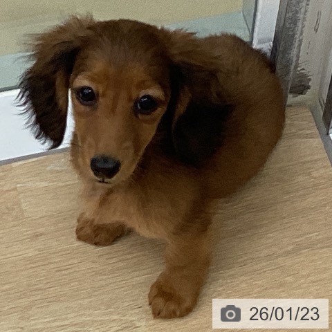 三重県のミニチュアダックスフンド(ロング) (ペットプラス 四日市泊店/2025年10月26日生まれ/女の子/シェーデットレッド)の子犬の4枚目の画像