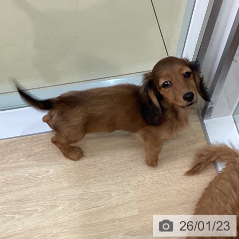 三重県のミニチュアダックスフンド(ロング) (ペットプラス 四日市泊店/2025年10月26日生まれ/女の子/シェーデットレッド)の子犬の3枚目の画像