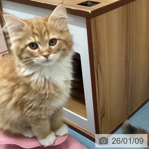 長崎県のサイベリアン (ペットプラス 長崎店/2025年10月24日生まれ/男の子/レッドタビーホワイト)の子猫の4枚目の画像