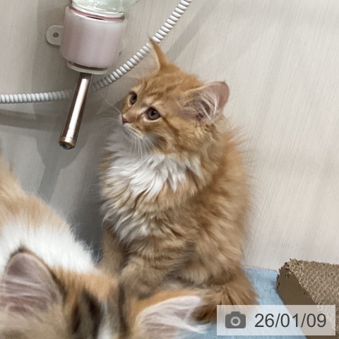 長崎県のサイベリアン (ペットプラス 長崎店/2025年10月24日生まれ/男の子/レッドタビーホワイト)の子猫の3枚目の画像