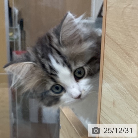 福岡県のサイベリアン (ペットプラス 福岡店/2025年10月24日生まれ/男の子/ブラウンタビーホワイト)の子猫の3枚目の画像