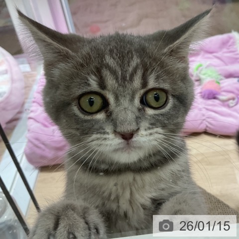 三重県のスコティッシュフォールド (ペットプラス 鈴鹿店/2025年10月23日生まれ/女の子/ブルータビー)の子猫の4枚目の画像