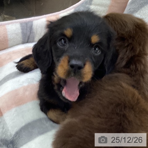 ミニチュア・ダックスフンドの写真