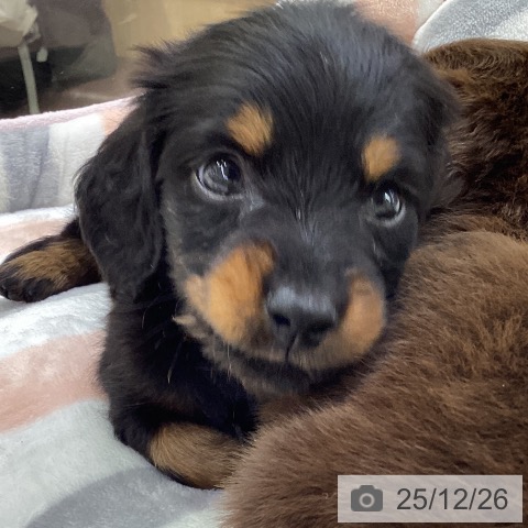 ミニチュア・ダックスフンドの写真