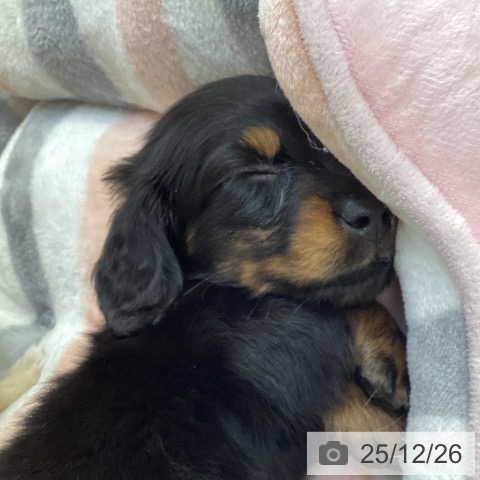 ミニチュア・ダックスフンドの写真