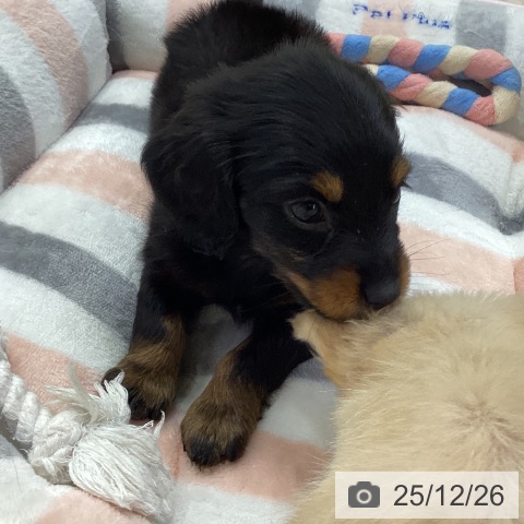 ミニチュア・ダックスフンドの写真